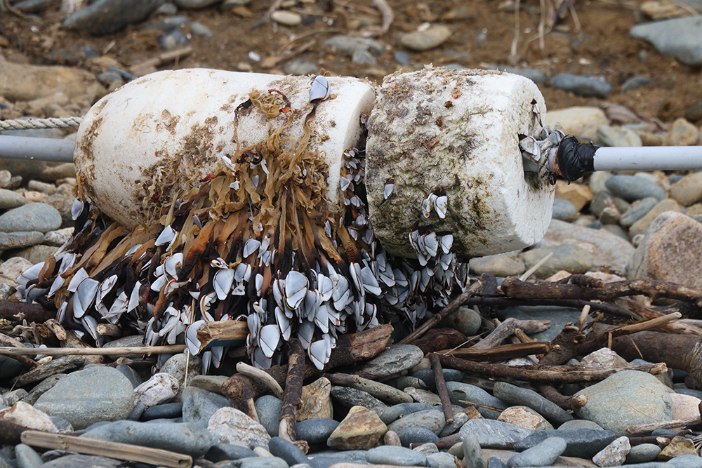 Goose barnacles
